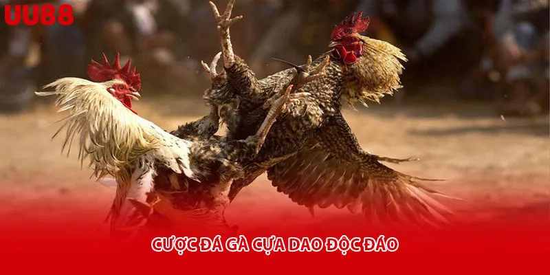 Cược đá gà cựa dao độc đáo