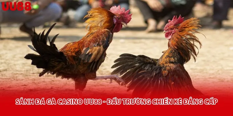 Sảnh Đá Gà Casino Uu88 - Đấu Trường Chiến Kê Đẳng Cấp